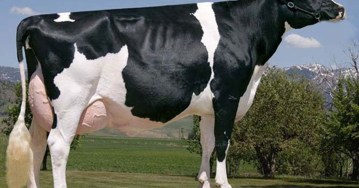 Голштинська корова