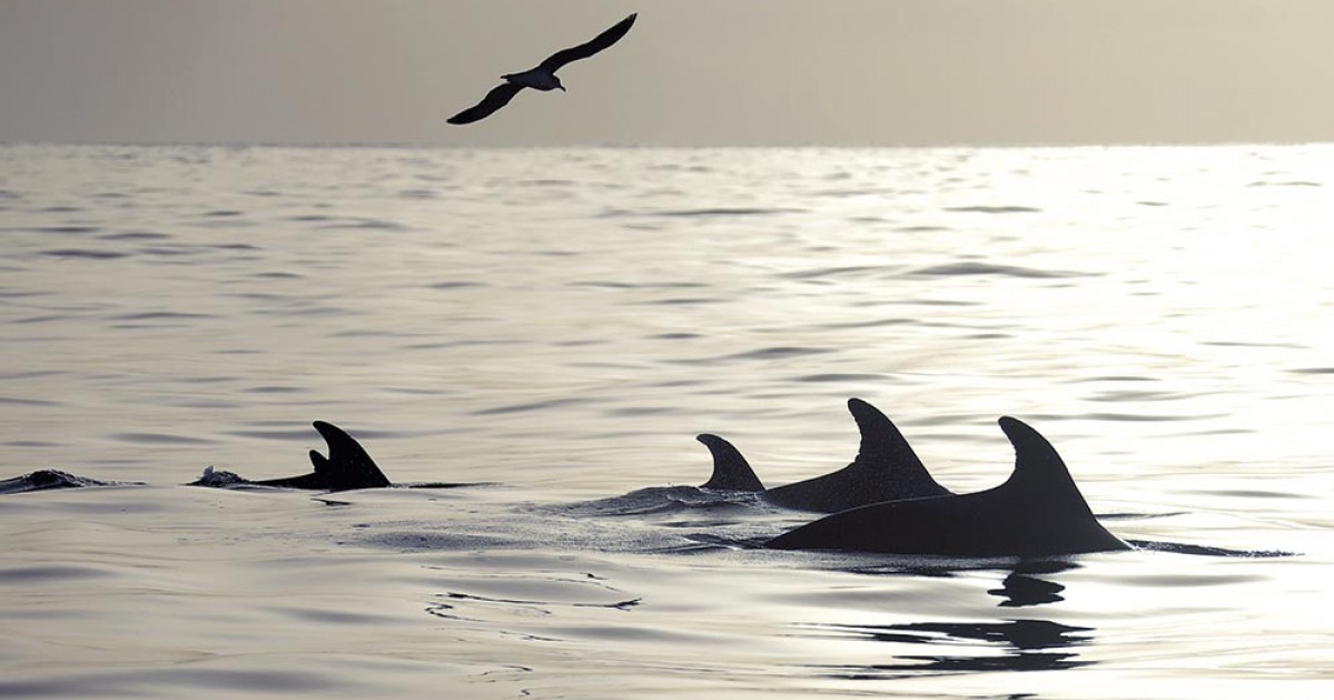 бойові дельфіни